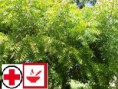 NEEM